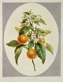 Sinensis: Citrus sinensis, orange tree