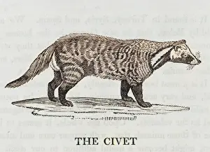 Civet: CIVET (BEWICK)