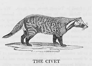 Civet: CIVET (BEWICK)