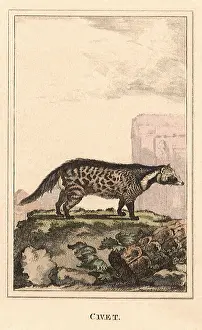 Civet: Civet Cat