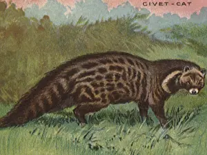 Civet: Civet - cat