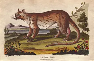 Sibly: Civet cat, Civetticus civetta