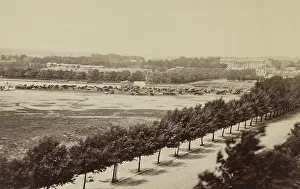 Scape: US Civil War, 1865. Cattle graze in Washington