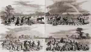 Hoeing: After the Civil War many African Americans ?