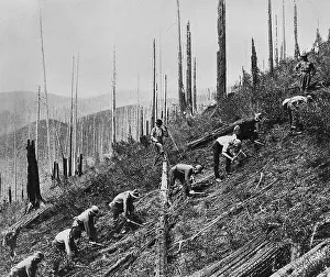 Reforestation: Civilian Conservation Corps (CCC) at work, ca