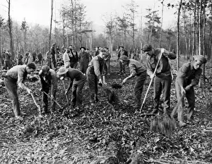 Unemployed: Civilian Conservation Corps: Roosevelt Forest