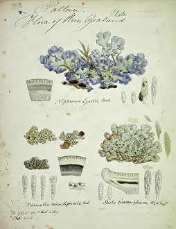 Erebus: Cladhymenia oblongifolia
