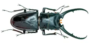 Cervidae: Cladognathus sp. stag beetle