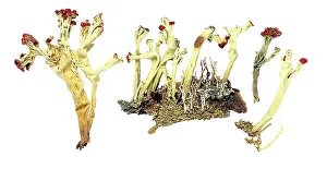 Ascomycete: Cladonia sulphuratum, lichen