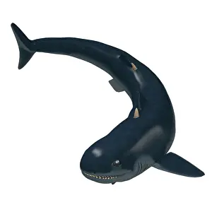 Slender: Cladoselache shark of the Paleozoic Era