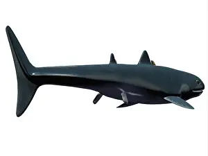 Elasmobranch: Cladoselache shark, side profile