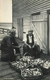 Clams: Clam Diggers sorting and grading their pickings, Boston, USA