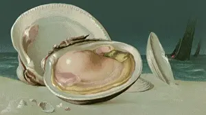 Seashell: Clam on Half Shell