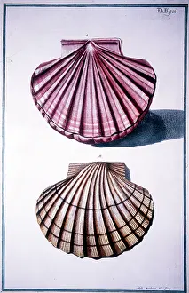 Clams: Clam Shells