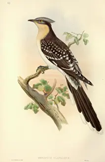 Cuculiformes: Clamator glandarius, great spotted cuckoo