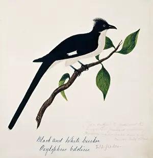 Bushby: Clamator jacobinus, jacobin cuckoo