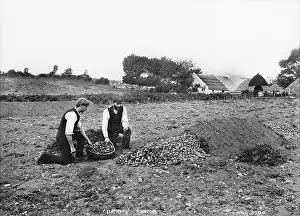 Potatoes: Clamping Potatoes