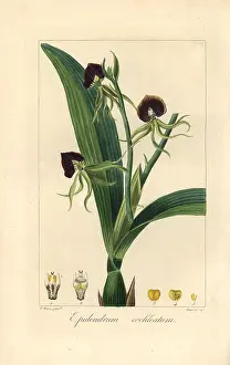 Bessa: Clamshell orchid, Epidendrum cochleatum