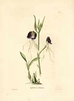 Epidendrum: Clamshell orchid, Prosthechea cochleata