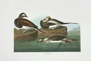 Long Tailed: Clangula hyemalis, long-tailed duck