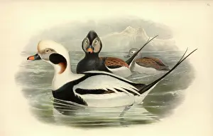 Long Tailed: Clangula hyemalis, long-tailed duck