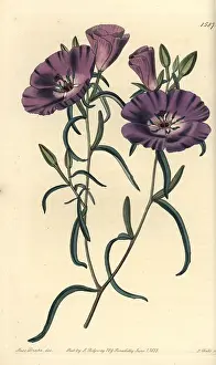 Ridgway: Clarkia tenella subsp tenella