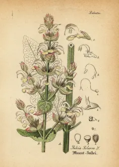Gewachse: Clary sage, Salvia sclarea