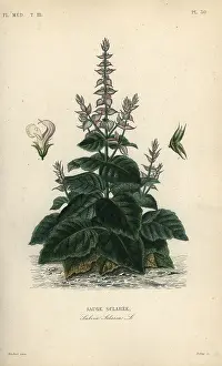 Salvia: Clary sage, Salvia selarea