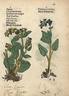 Minus: Clary sage varieties, Salvia sclarea