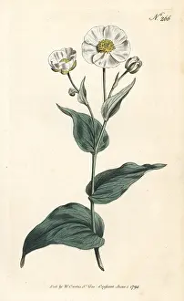Clasping: Clasping buttercup, Ranunculus amplexicaulis