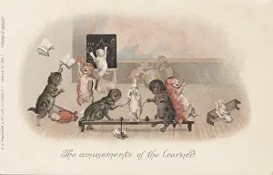 Faulkner: Classroom Cats
