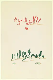 Variation: Clavulinopsis miniata