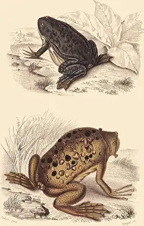 Toad: A Clawed Toad and a Surinam Toad