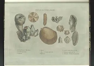 Depictions: Clay over the Upper Oolite fossils