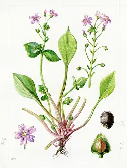 Gwen: Claytonia alsinoides - chickweed