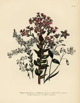 Loudon: Claytonia and stonecrop species