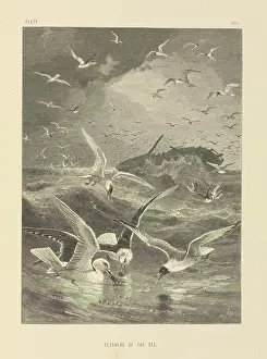 Cleaners: Cleaners of the Sea