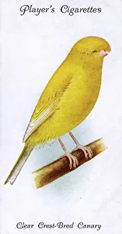 Canaries: Clear Crest-Bred Canary