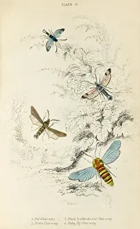 Breeze: FOUR CLEAR WING MOTHS
