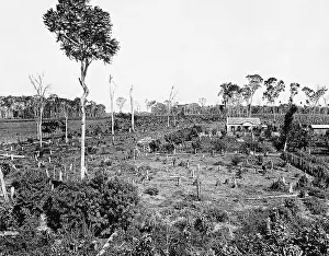 Stumps: Clearing of the rain forest to build a settlement, 1929