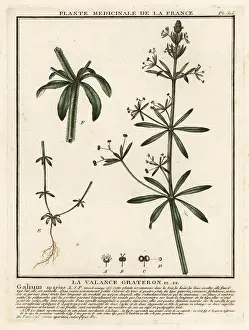 Cleavers: Cleavers, Galium aparine