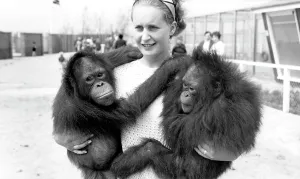 Cleethorpes: Cleethorpes Zoo, Orangutan c1960