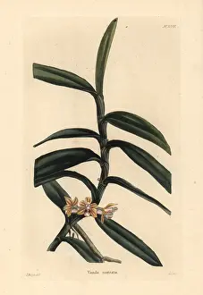 Rostrata: Cleisostoma rostratum orchid