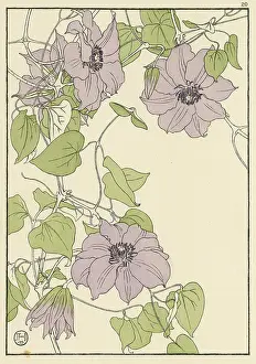 Clematis: Clematis