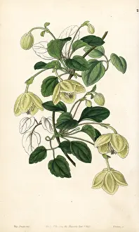 Clematis: Clematis cirrhosa