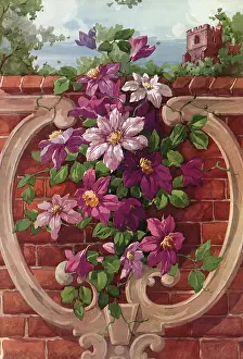Adorn: Clematis Design