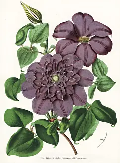 Clematis: Clematis excelsior hybrid