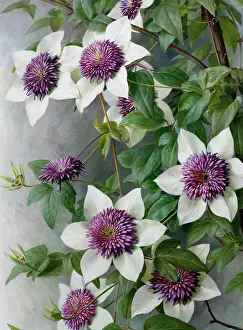 Clematis: Clematis florida Sieboldii