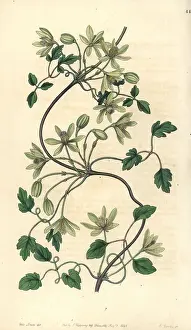 Bower: Clematis forsteri