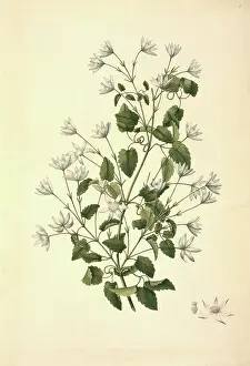 Clematis: Clematis forsteri, clematis